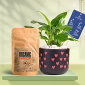 Peace Lily In Heart Glow Terracotta Pot With Manure