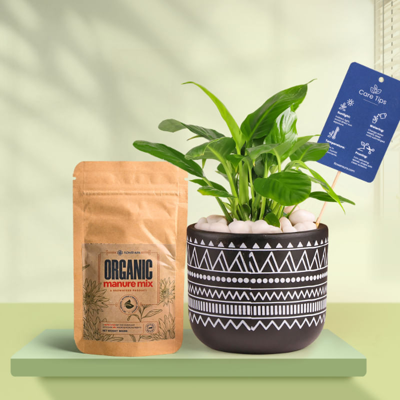 Peace Lily In Black Terracotta Pot With Tribal Print With Manure