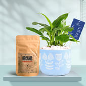 Peace Lily In Floral Sky Terracotta Planter With Manure