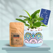 Peace Lily In Rangoli Charm Terracotta Planter With Manure
