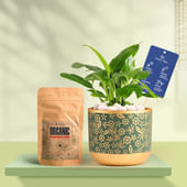 Peace Lily In Golden Flora Terracotta Pot With Manure