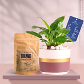 Peace Lily In Maroon Mist Terracotta Pot With Manure