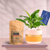 Peace Lily In Pink Gold Flame Terracotta Pot With Manure