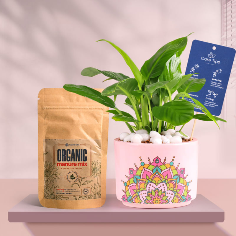 Peace Lily In Pink Rangoli Terracotta Planter With Manure