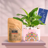 Peace Lily In Pink Rangoli Terracotta Planter With Manure