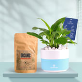 Peace Lily In Bluedip Terracotta Pot With Manure