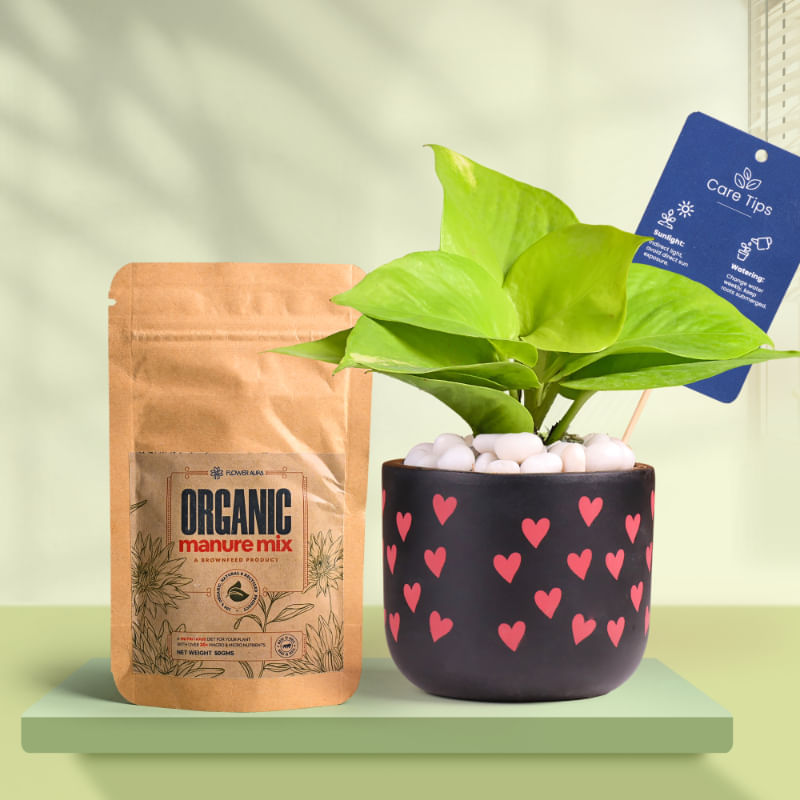 Money Plant In Heart Glow Terracotta Pot With Manure