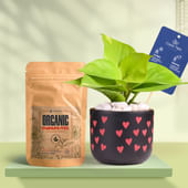 Money Plant In Heart Glow Terracotta Pot With Manure
