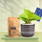 Money Plant In Black Terracotta Pot With Tribal Print With Manure