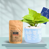 Money Plant In Floral Sky Terracotta Planter With Manure