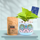 Money Plant In Rangoli Charm Terracotta Planter With Manure