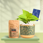Money Plant In Golden Flora Terracotta Pot With Manure