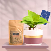 Money Plant In Maroon Mist Terracotta Pot With Manure