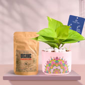 Money Plant In Pink Rangoli Terracotta Planter With Manure
