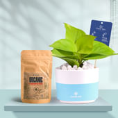 Money Plant In Bluedip Terracotta Pot With Manure
