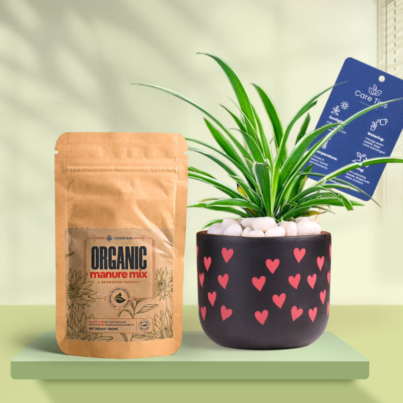 Spider In Heart Glow Terracotta Pot With Manure
