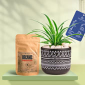 Spider In Black Terracotta Pot With Tribal Print With Manure