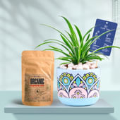 Spider In Rangoli Charm Terracotta Planter With Manure