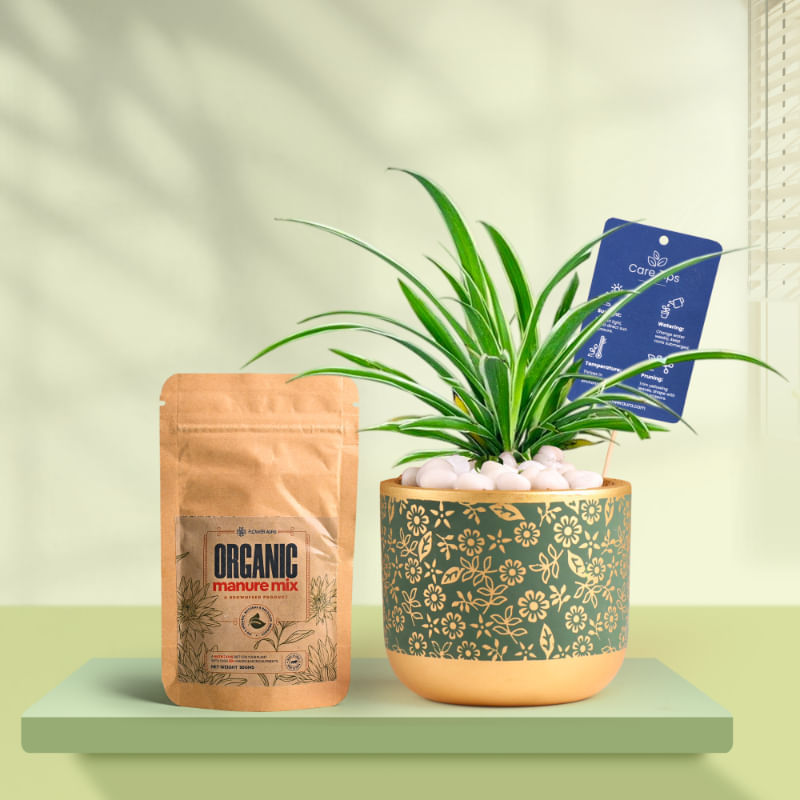 Spider In Golden Flora Terracotta Pot With Manure