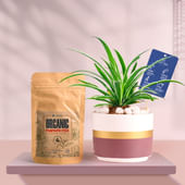 Spider In Maroon Mist Terracotta Pot With Manure