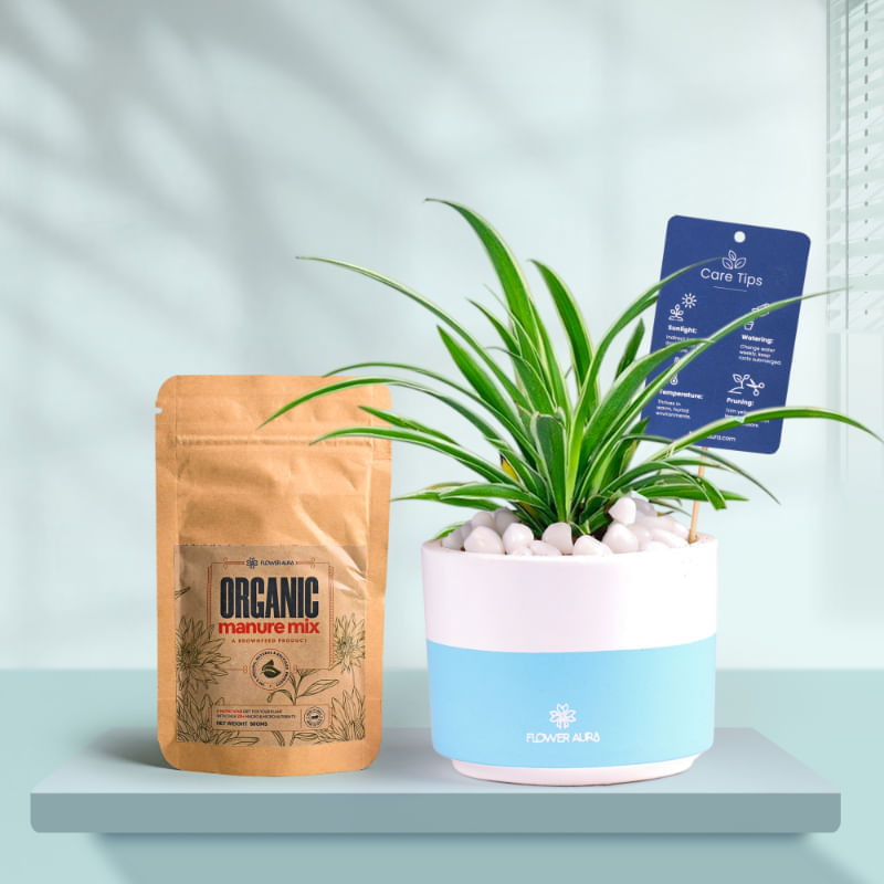 Spider In Bluedip Terracotta Pot With Manure