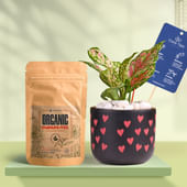 Pink Aglaonema In Heart Glow Terracotta Pot With Manure
