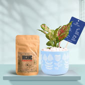 Pink Aglaonema In Floral Sky Terracotta Planter With Manure