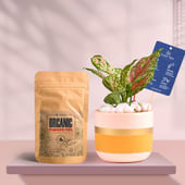 Pink Aglaonema In Pink Gold Flame Terracotta Pot With Manure