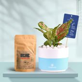 Pink Aglaonema In Bluedip Terracotta Pot With Manure