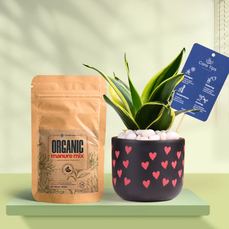 Sansevieria In Heart Glow Terracotta Pot With Manure