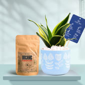Sansevieria In Floral Sky Terracotta Planter With Manure