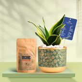 Sansevieria In Golden Flora Terracotta Pot With Manure