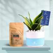Sansevieria In Bluedip Terracotta Pot With Manure