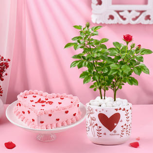 Rose Plant N Chocolate Heart Cake Combo