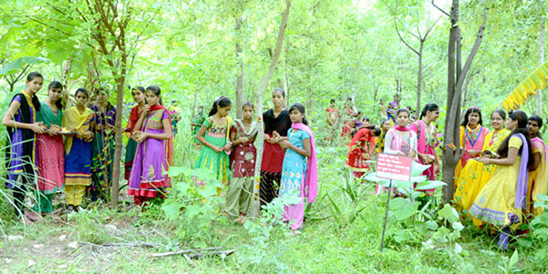 A Little Girl Is Born, 111 Trees Are Planted In Her Honor!