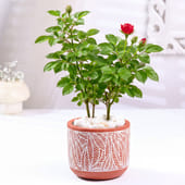 Rose Plant In Designer Terracotta Pot