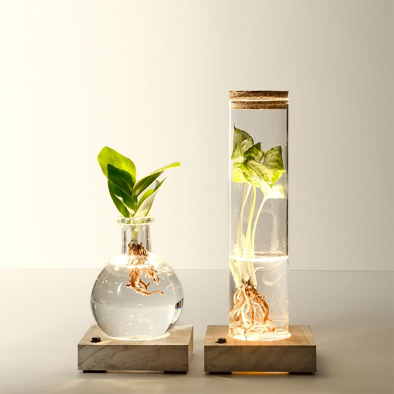 Plants In Glowing Glass