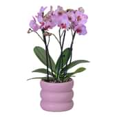 Blooming Orchid In Bubbly Blush