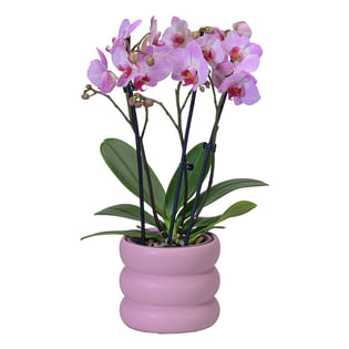 Blooming Orchid In Bubbly Blush