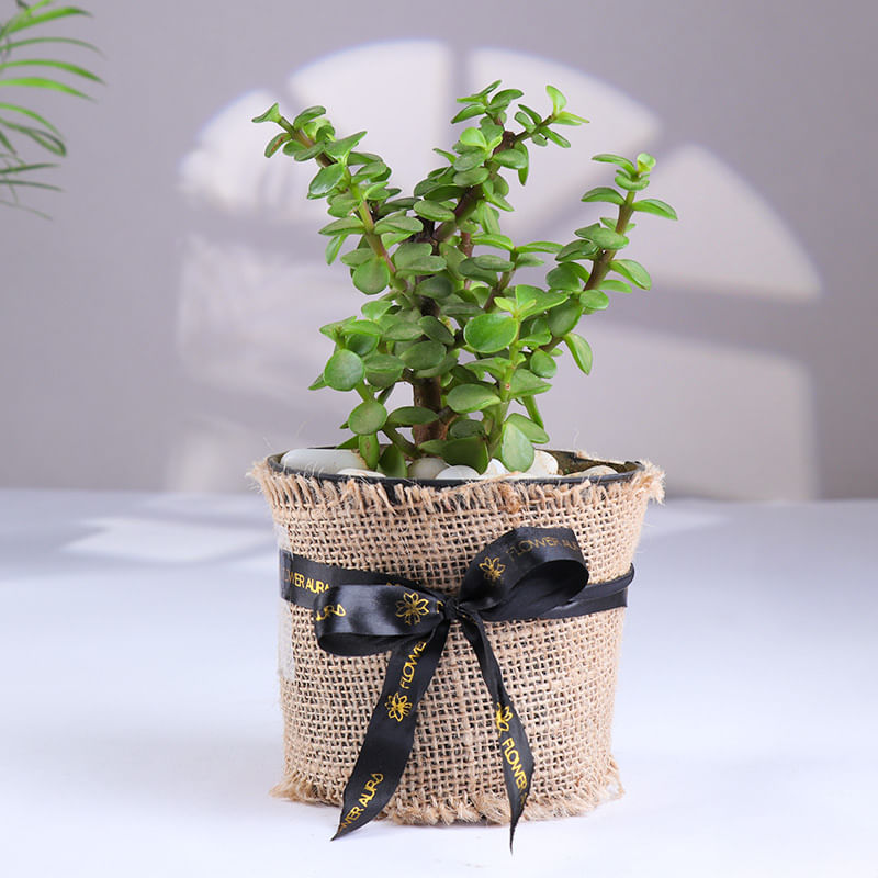 Product Image Video