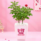 Rose Plant In Love you so much Pot