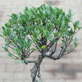 Order 18 Year Old Ficus Bonsai Tree Online 