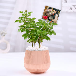 Rose Plant In Rose Gold Metal Pot With Photo