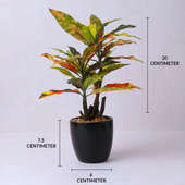 Artificial Croton Plant in Black Ceramic Pot Online