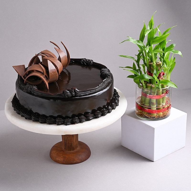 Irresistible Choco Truffle Cake With Bamboo