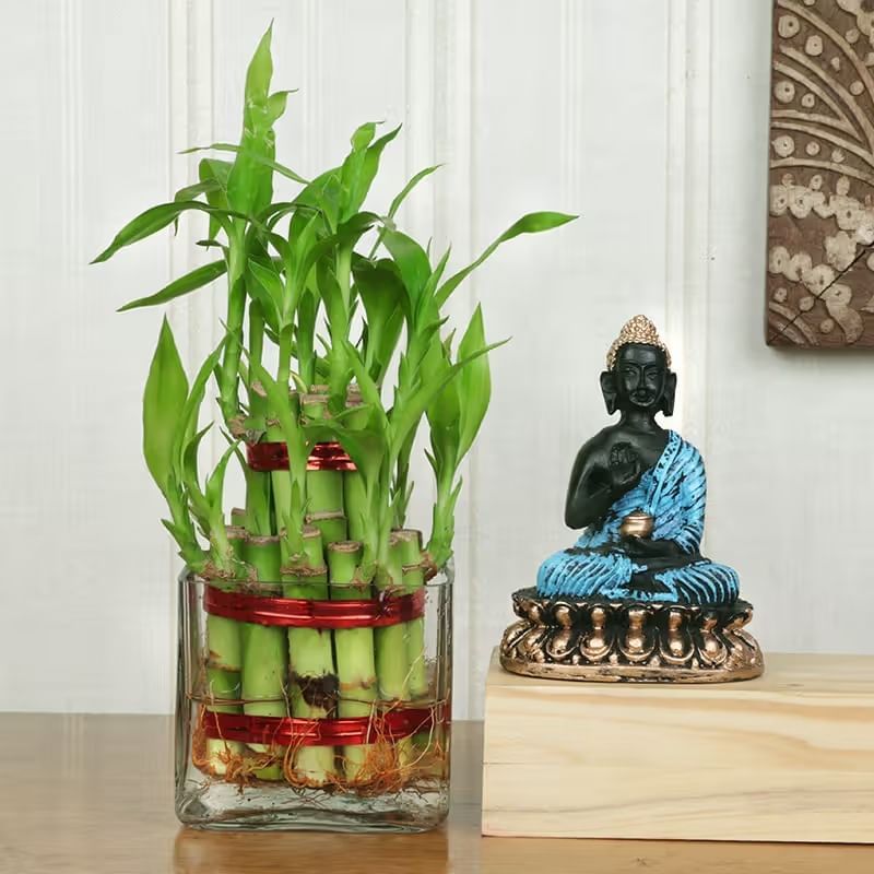 2 Layer Bamboo