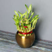 2 Layer Bamboo Plant in a Vase