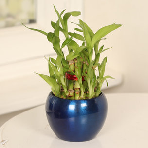 2 Layer Lucky Bamboo in Blue Vase
