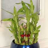 Send 2 Layer Lucky Bamboo in Blue Vase