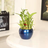 Order 2 Layer Lucky Bamboo in Blue Vase